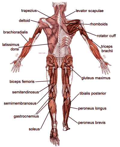 Muscle_posterior_labeled