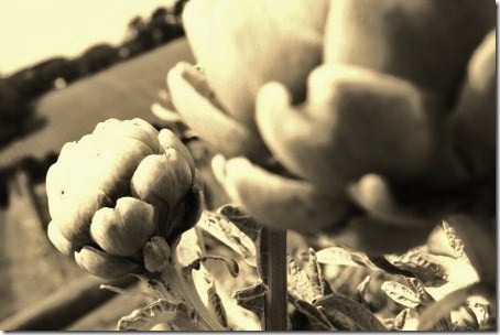 IMG_1625 (450x300) (450x300)