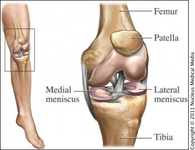 patella